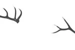 Elk Antlers