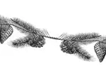 Pine Branches