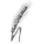 Decorative Designs - Wheat