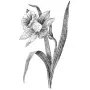 Hearts & Flowers - Daffodil