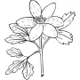 Hearts & Flowers - Flower