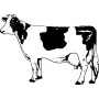 Home & Country - Cow