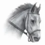 Home & Country - Horse Head
