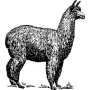 Home & Country - Llama