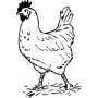 Home & Country - Rooster