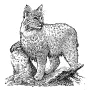 Outdoors - Bobcat