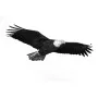 Outdoors - Eagle