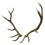 Outdoors - Elk Antlers