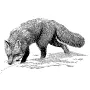 Outdoors - Fox