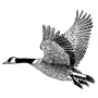 Outdoors - Goose