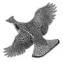 Outdoors - Grouse