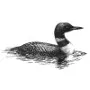 Outdoors - Loon