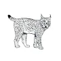 Outdoors - Lynx