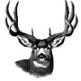 Outdoors - Mule Deer
