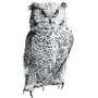 Outdoors - Owl