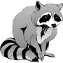 Outdoors - Raccoon