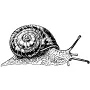 Outdoors - Snail