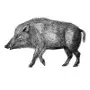 Outdoors - Wild Boar
