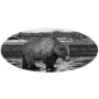 Scenic Images - Bear
