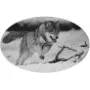 Scenic Images - Wolf Running