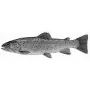 Taxidermy Plaque Engraving - Brown Trout