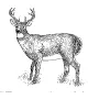 Taxidermy Plaque Engraving - Deer