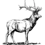 Taxidermy Plaque Engraving - Elk