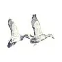 Taxidermy Plaque Engraving - Mallard Ducks