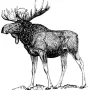 Taxidermy Plaque Engraving - Moose