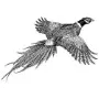 Taxidermy Plaque Engraving - Pheasant