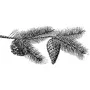 Taxidermy Plaque Engraving - Pine Branches