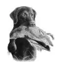 Taxidermy Plaque Engraving - Retreiver