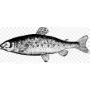 Taxidermy Plaque Engraving - Salmon