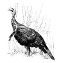 Taxidermy Plaque Engraving - Standing Turkey