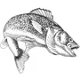 Taxidermy Plaque Engraving - Walleye