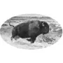 Bison