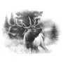 Scenic Images - Elk Bugling