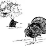 Taxidermy Plaque Engraving - Turkey Hunter