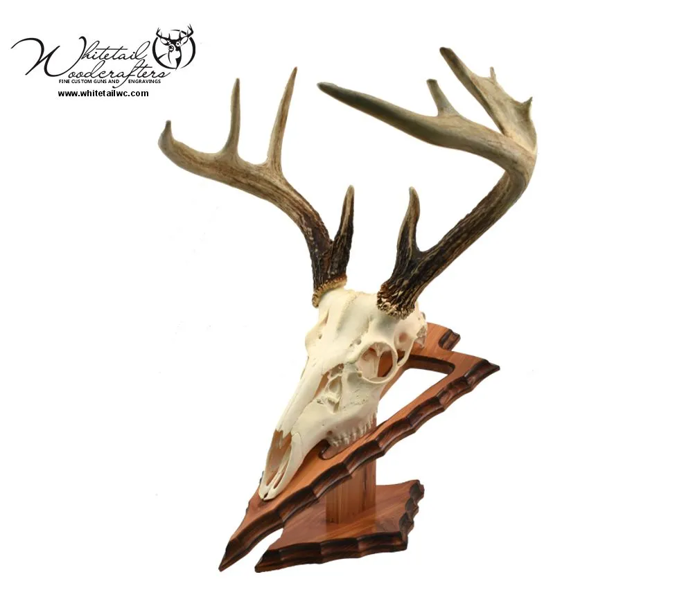 Whitetail deer European mount displayed on custom wooden skull plaque